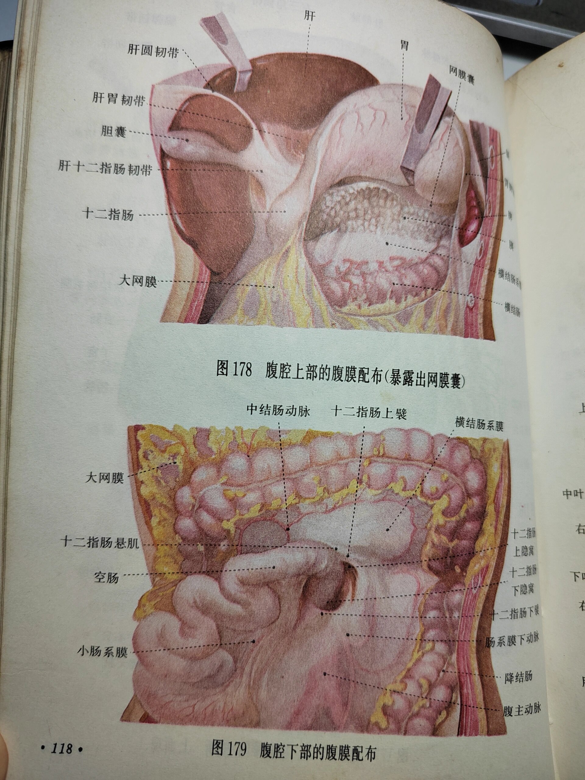 胸下方器官图片