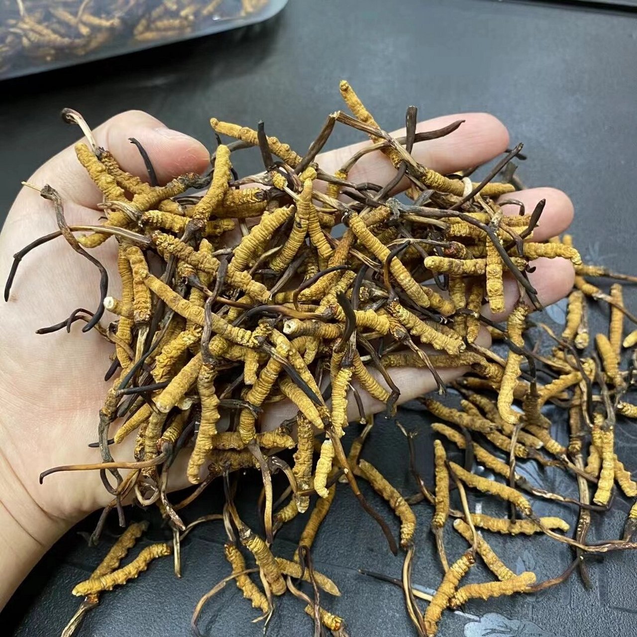 冬虫夏草粉,建议可以用断草研制 成本低,出品一样赞 虫草打粉,吃起来