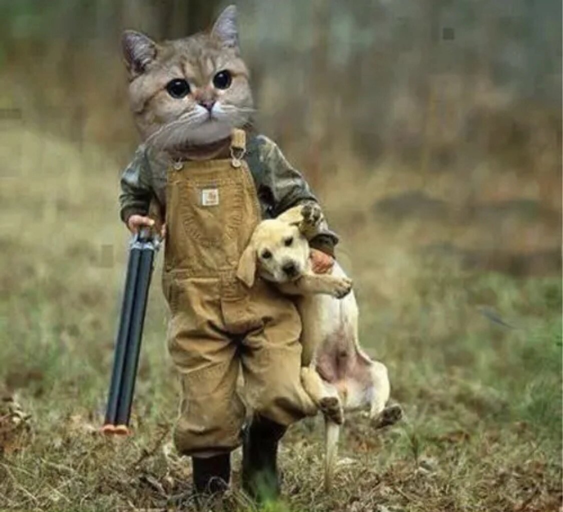 分享喜欢的沙雕搞怪猫猫头像