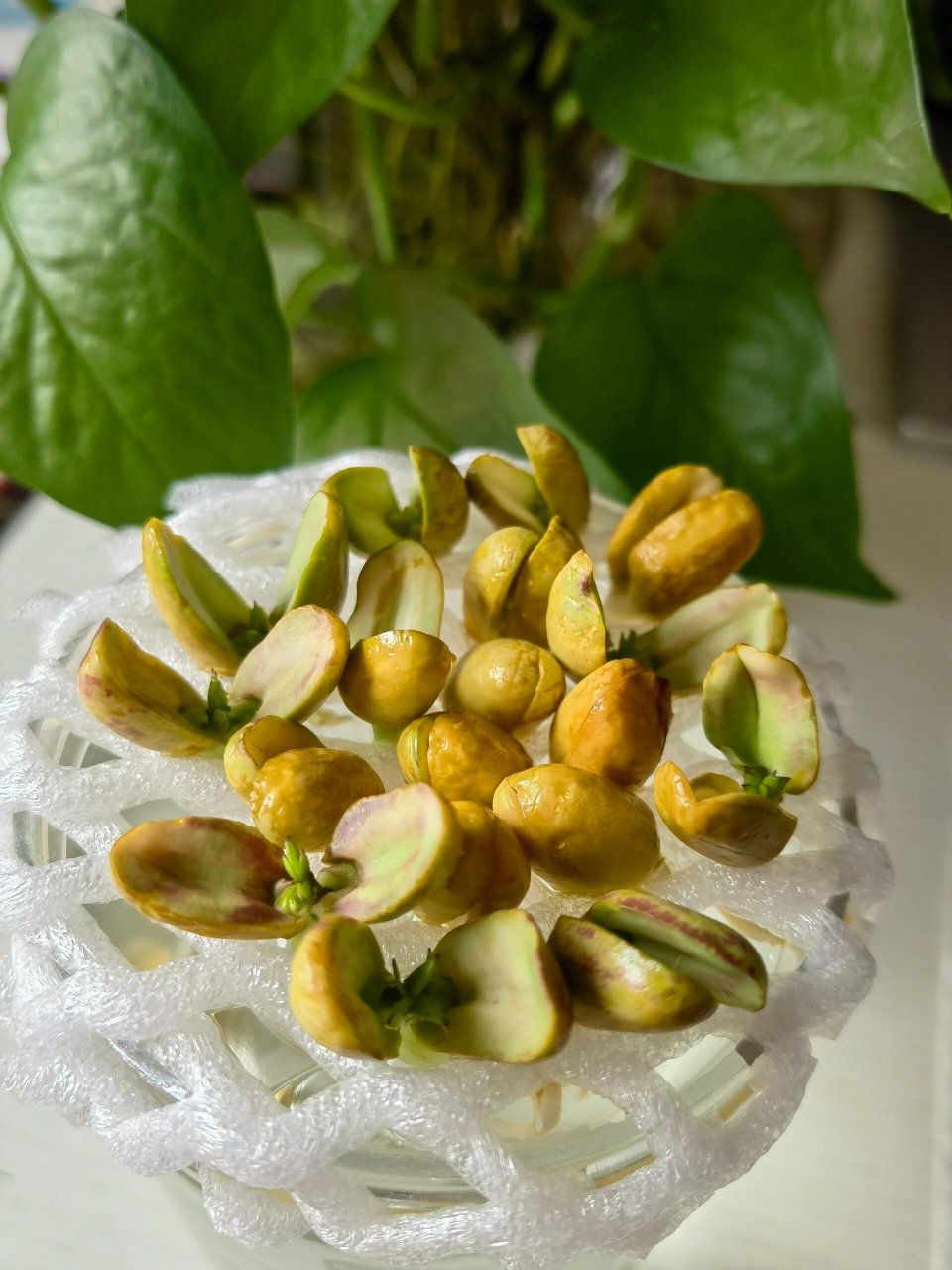 水培花生 | 不花一分90有手就会6015教程 92水培花生小森林