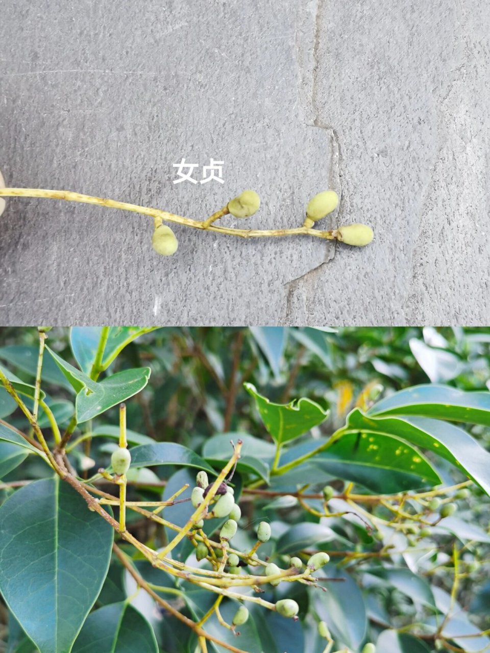 自然教育|九种果子图 九种树木的果子 78女贞 78石楠 78海桐