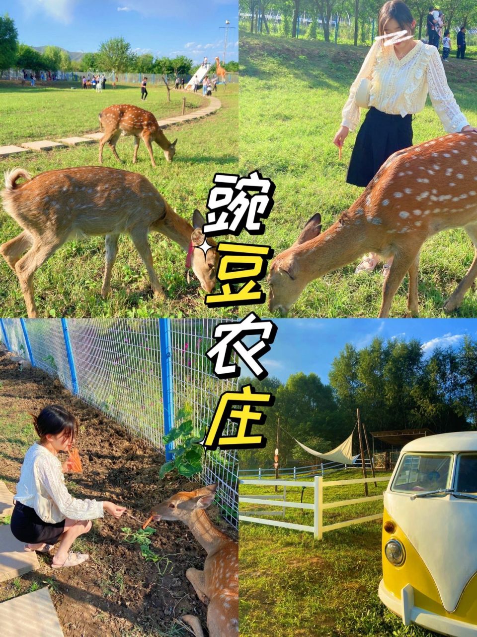 石家庄的小奈良04|周边游玩地—豌豆农庄   不用去奈良也可以近距离