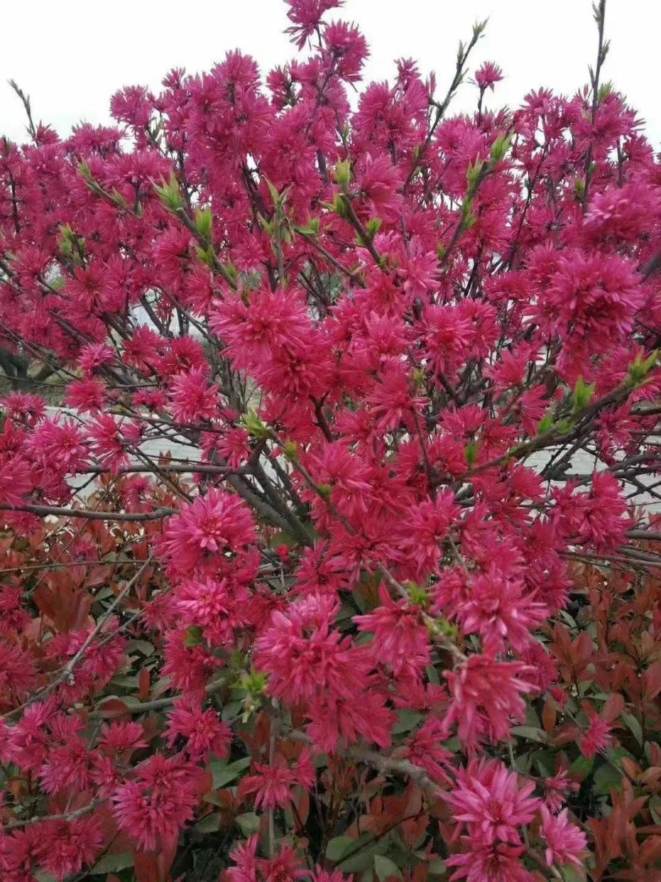 菊花碧桃,是一种观赏性很强的果树,常被种植在庭院,公园等地.