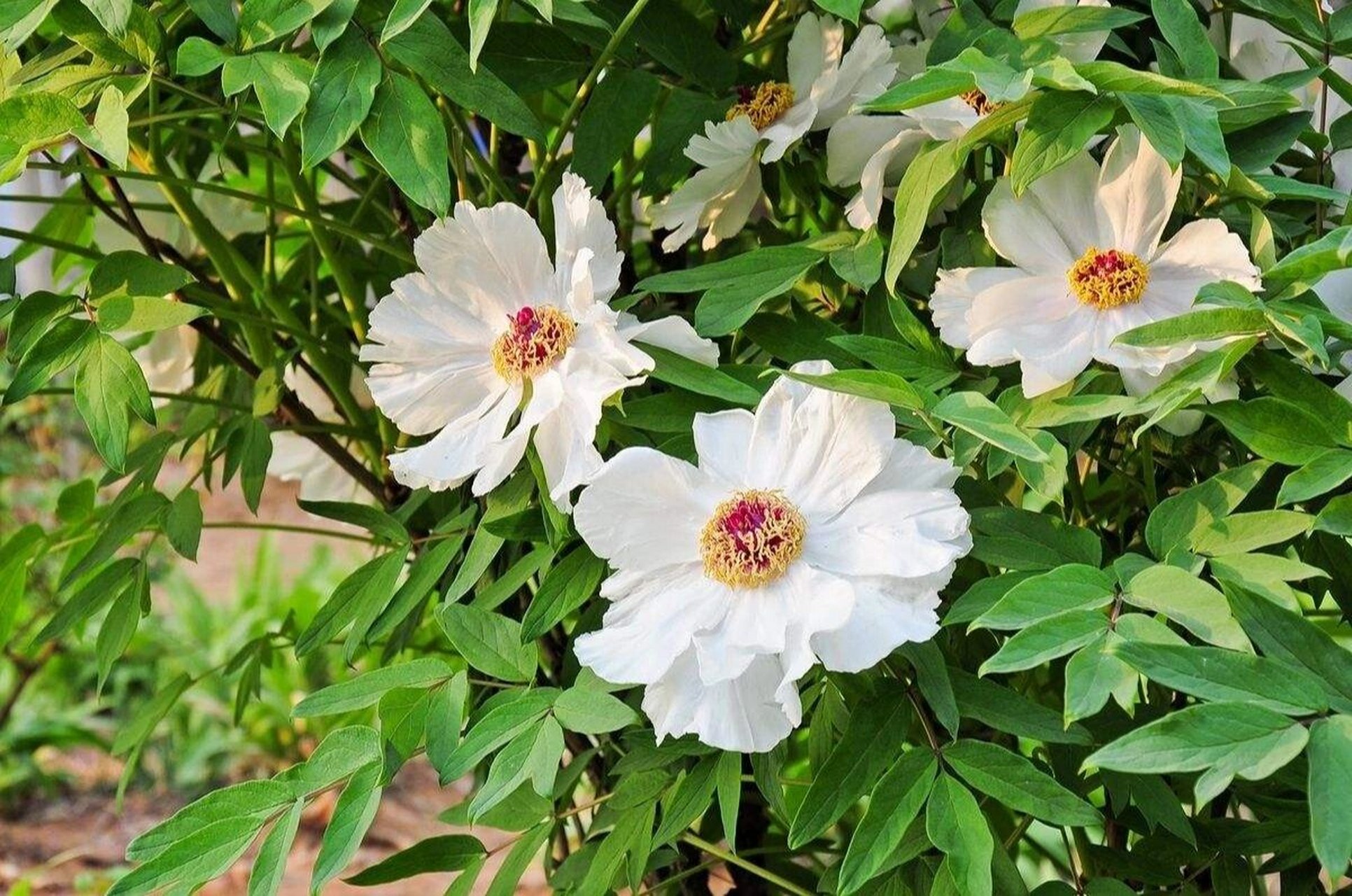 每日认识一味中药——白芍 【药用部位】毛茛科植物芍药的干燥根.