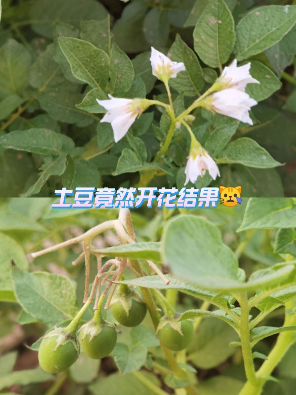 马铃薯开花结果图片图片