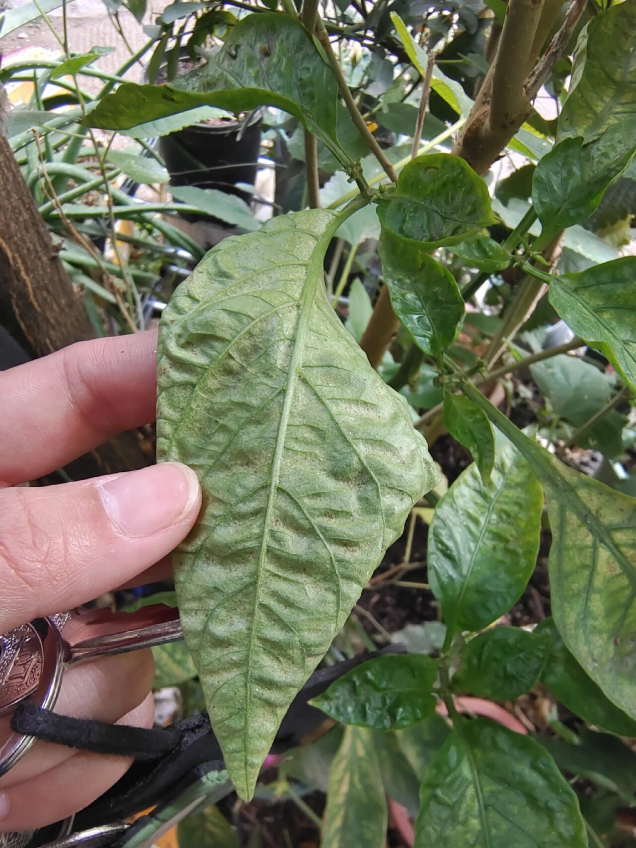 红蜘蛛植物发病图片图片