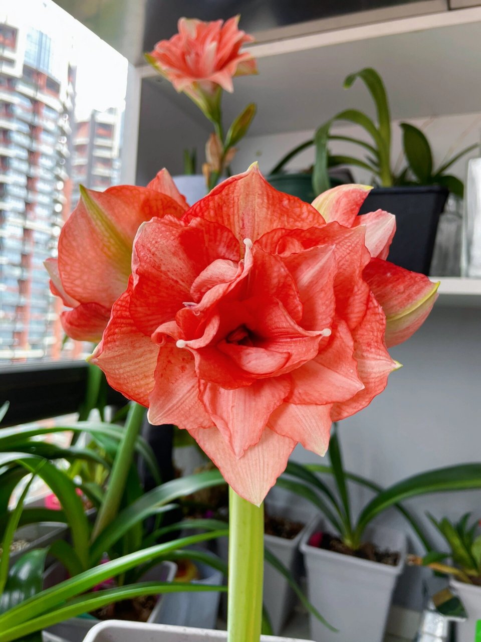 朱顶红开花记之 贝尼托 橙色调的猪 看疲劳了 圆也真圆 有点扣碗形状