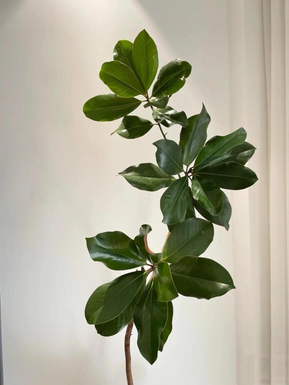 植物笔记|荷花玉兰(广玉兰树) 979797 【原产地】北美洲东南部.