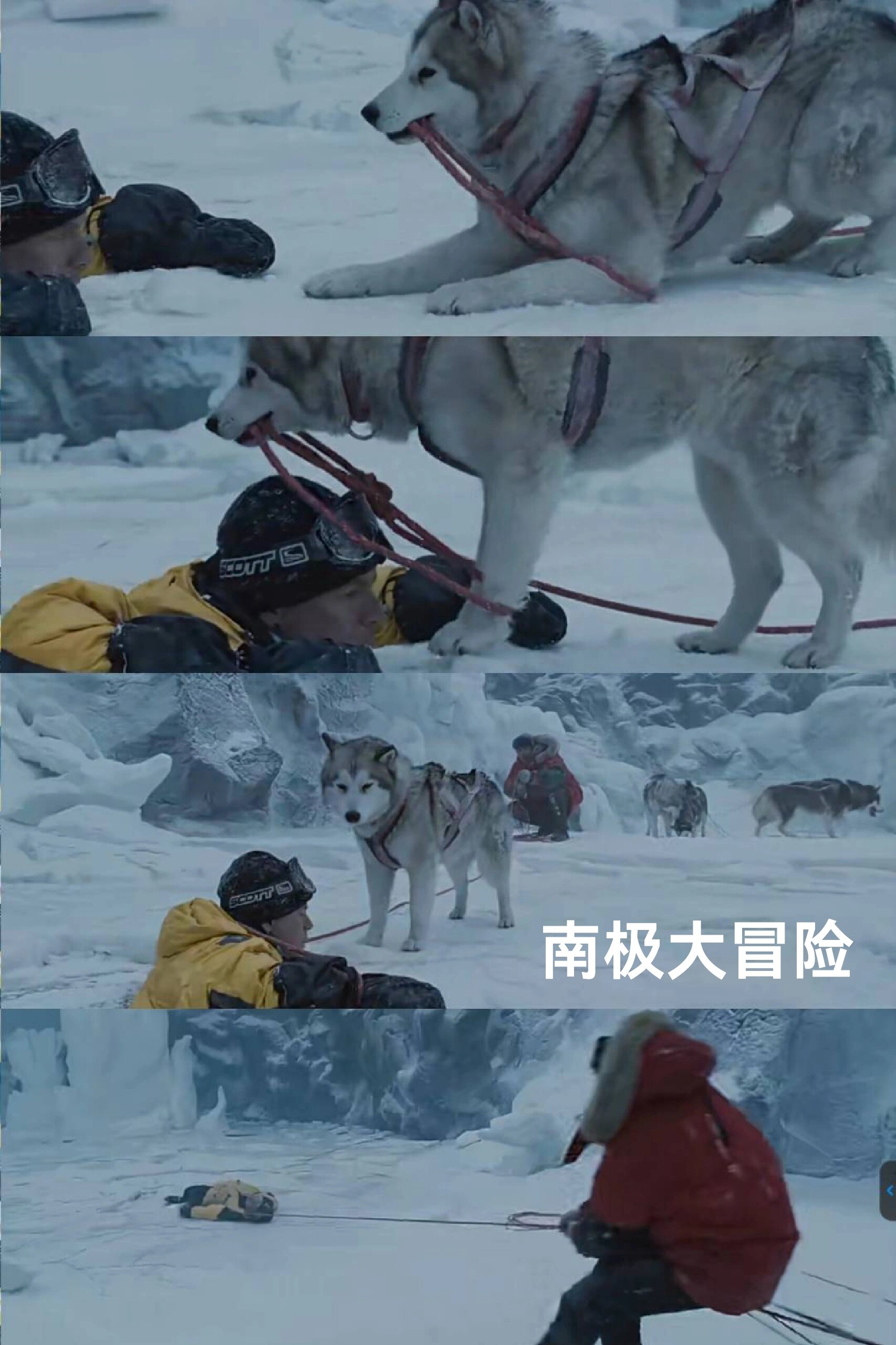 极地雪橇犬电影图片