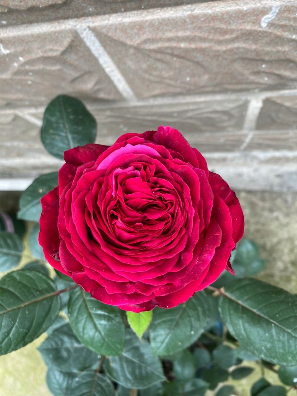 风中玫瑰～黑红黑红的月季,切花品种,长枝条开花,直立型好,花苞露色的