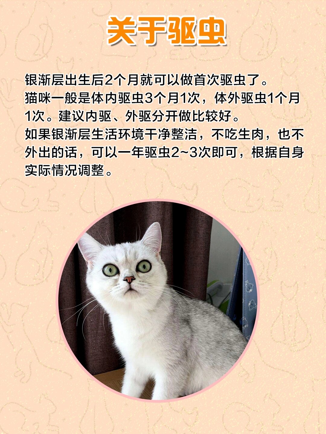 饲养攻略7199|英短银渐层怎么养?