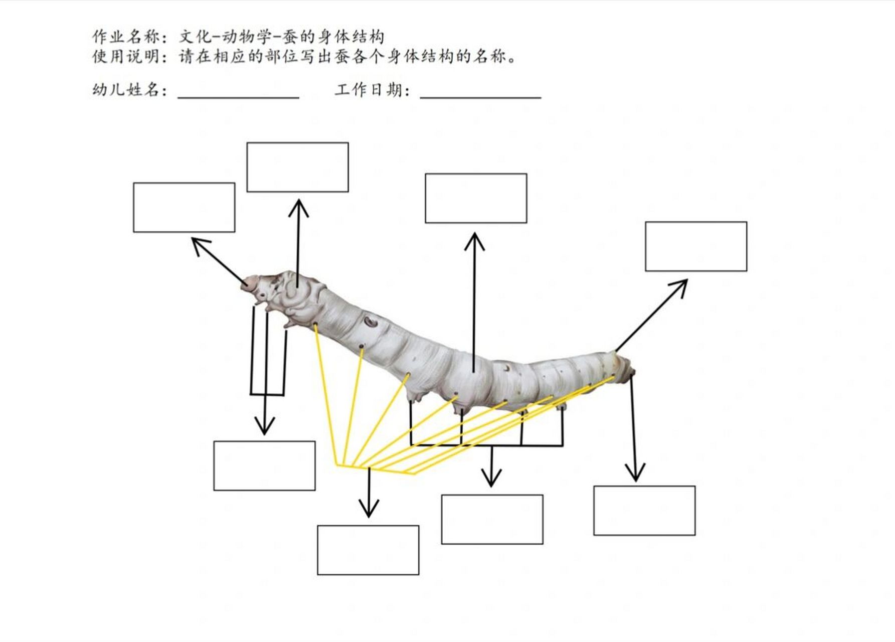 蚕的身体结构图片