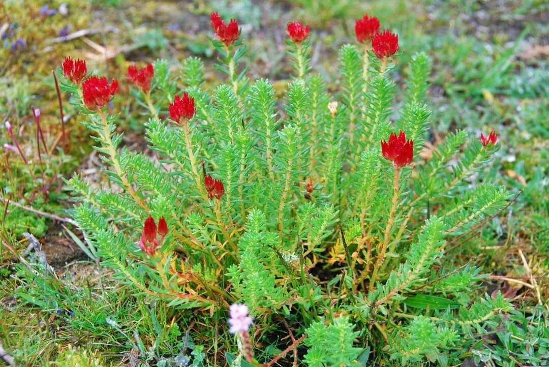 红景天学名rhodiola,是景天科多年生草木或灌木植物,生长于世界各地的