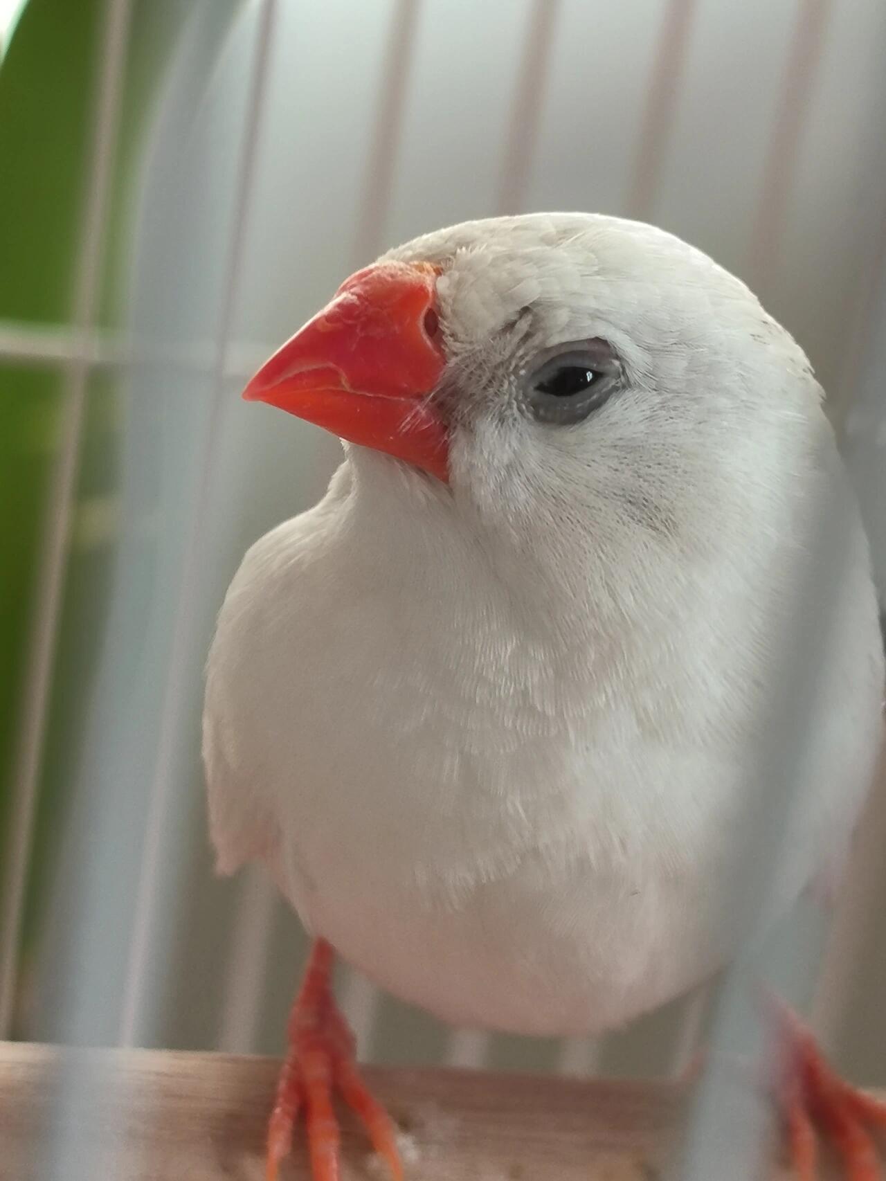 白色小珍珠鸟怎么了