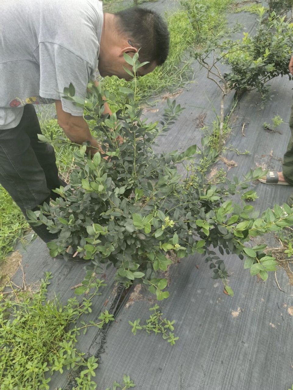 蓝莓主要修剪方式 你的蓝莓完成修剪了吗⁉️ 修剪需要根据树势