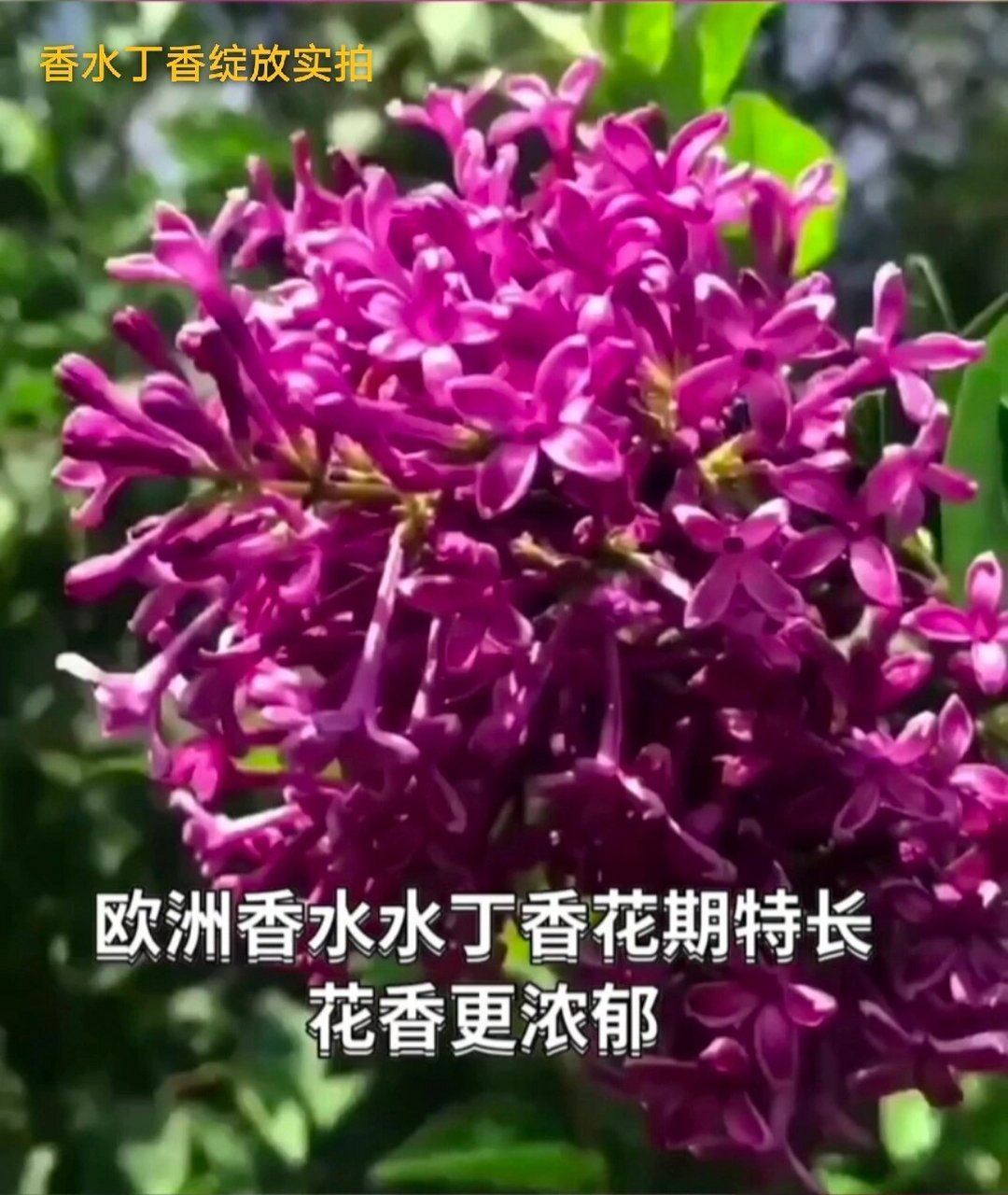 香水丁香是引进比较早的国外丁香品种.