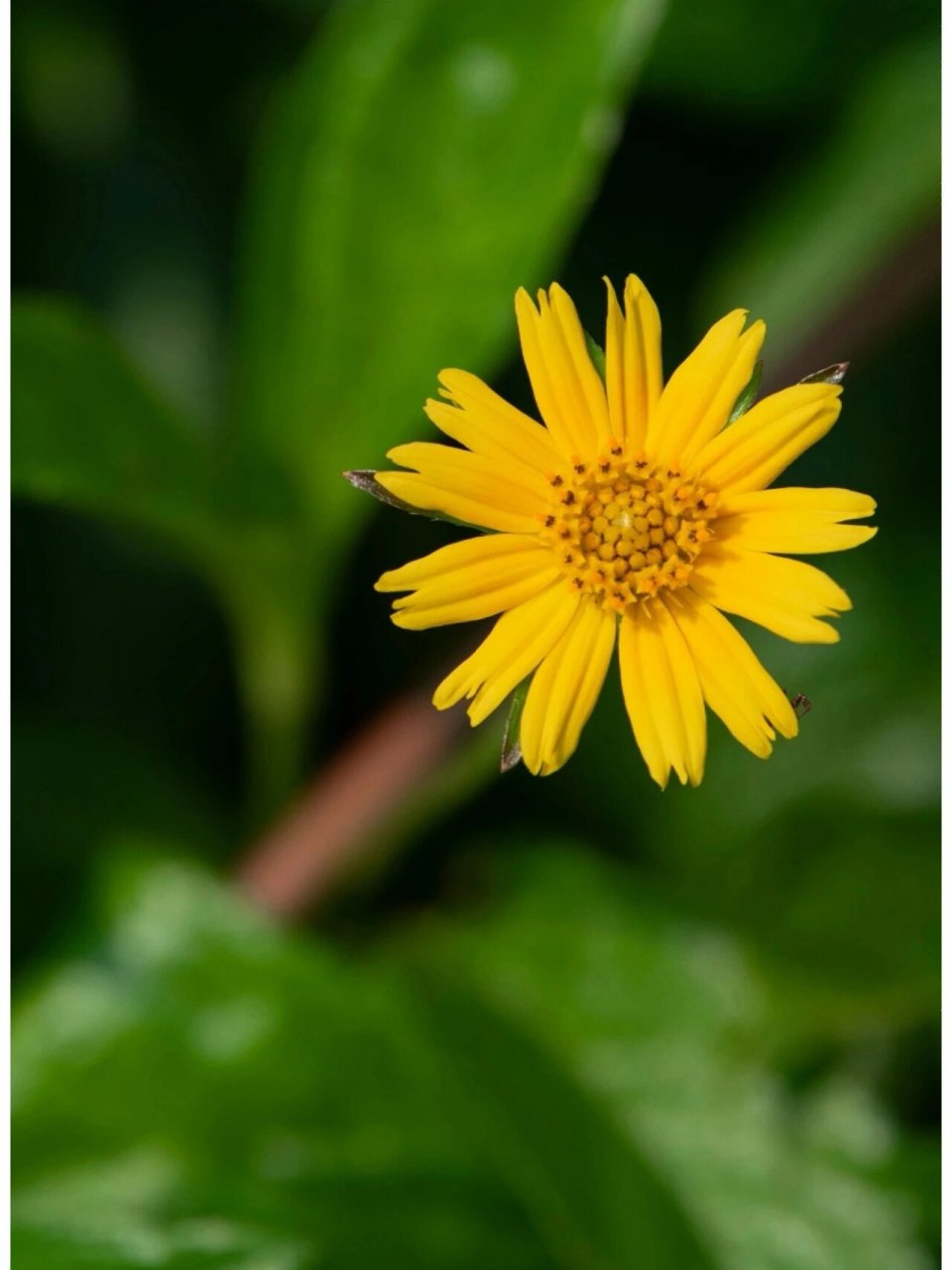 "蟛蜞菊" 科属:菊科泽菊属 原产地:南美洲 别称:路边菊,马兰草,蟛蜞花