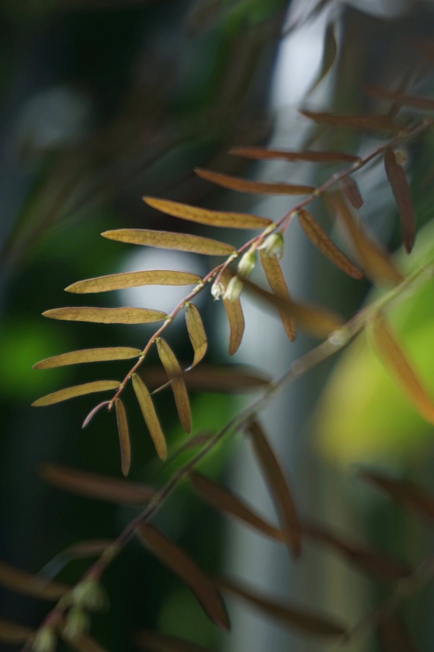 森林计划flora. | 阳光下的叶下花 / 7515叶下花 91