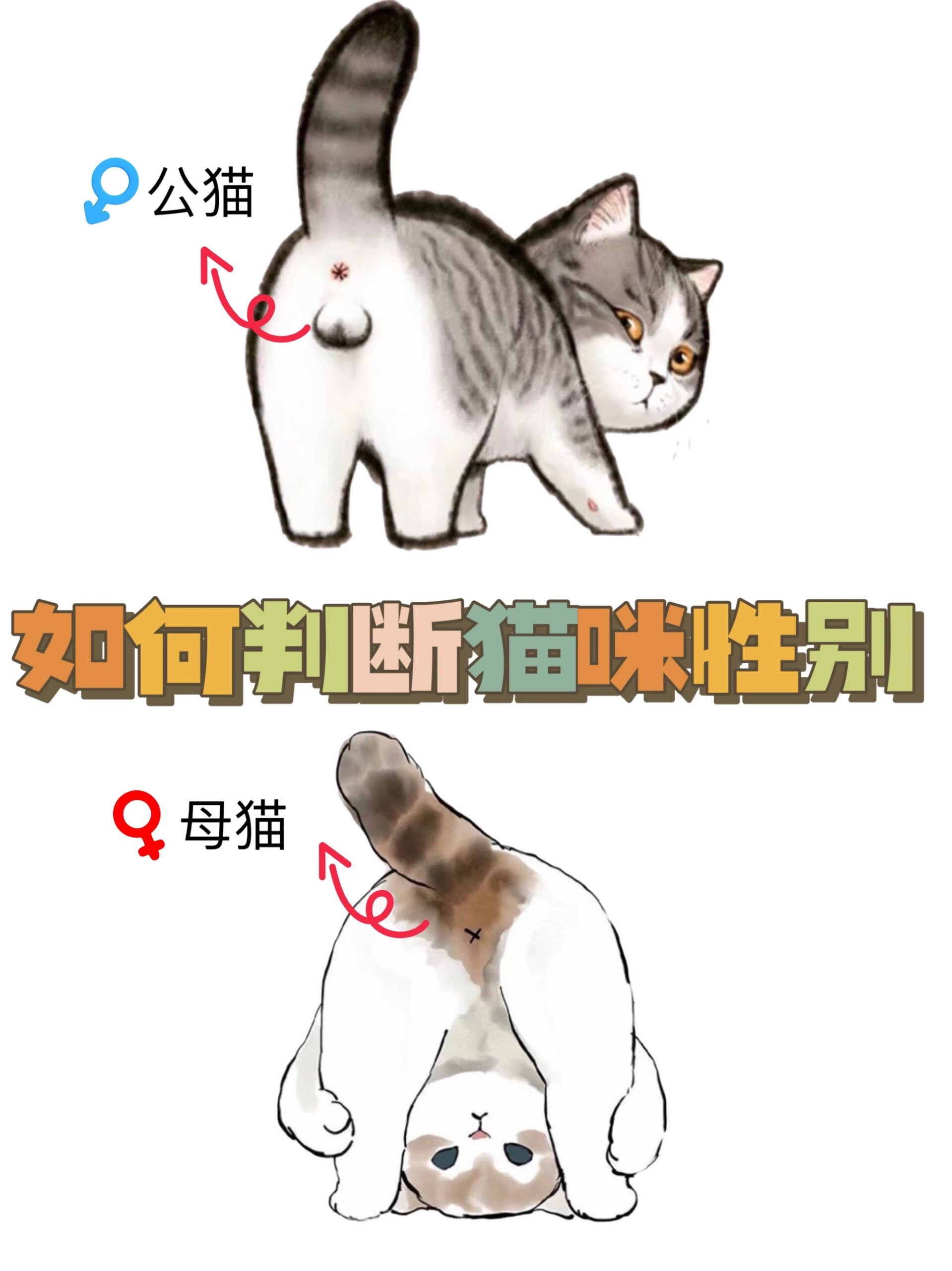 一分钟教你怎么辨别公猫母猫�