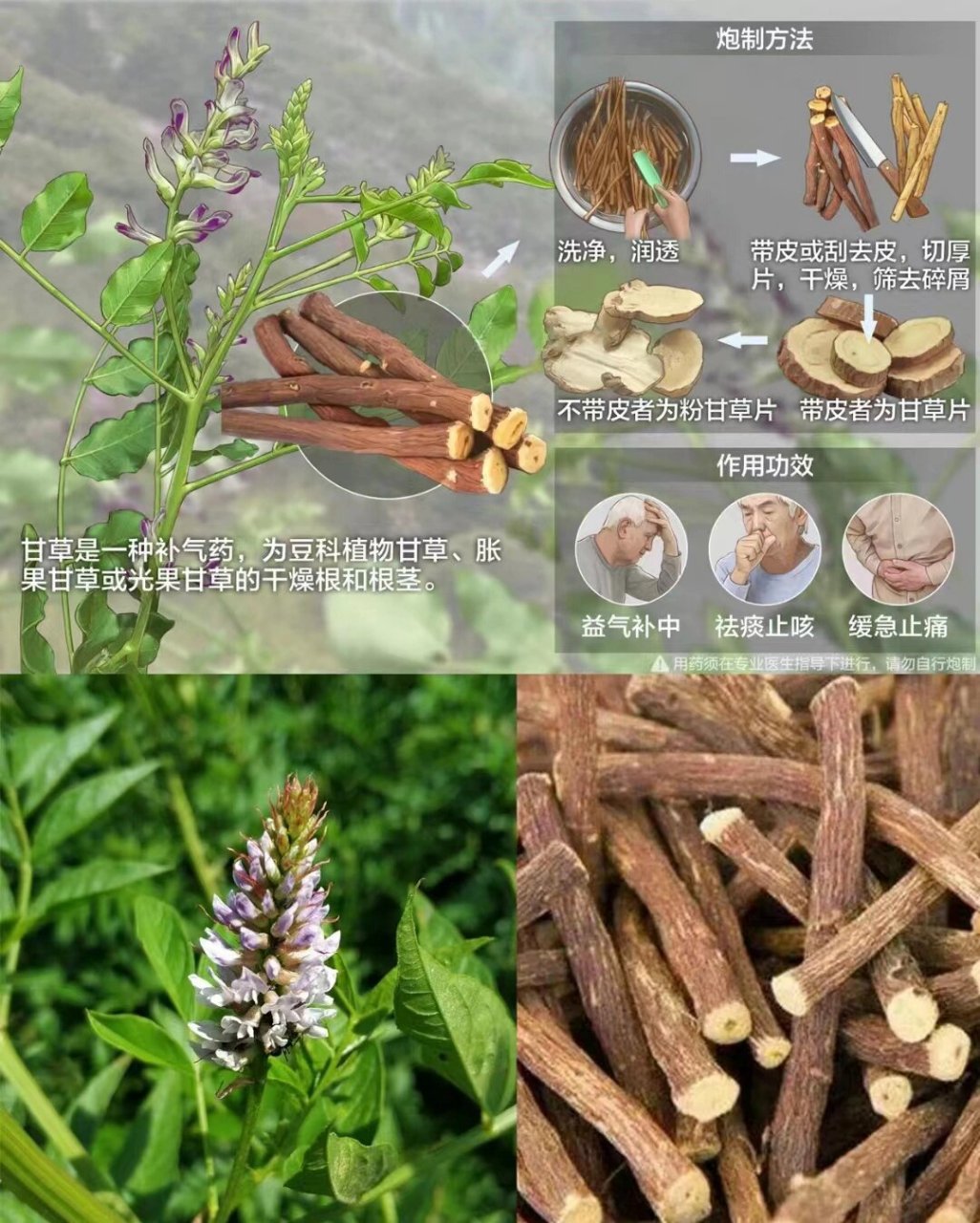 每天懂一味中草药91甘草  中药名:甘草 别名:蜜甘,甜甘草,国老,美草