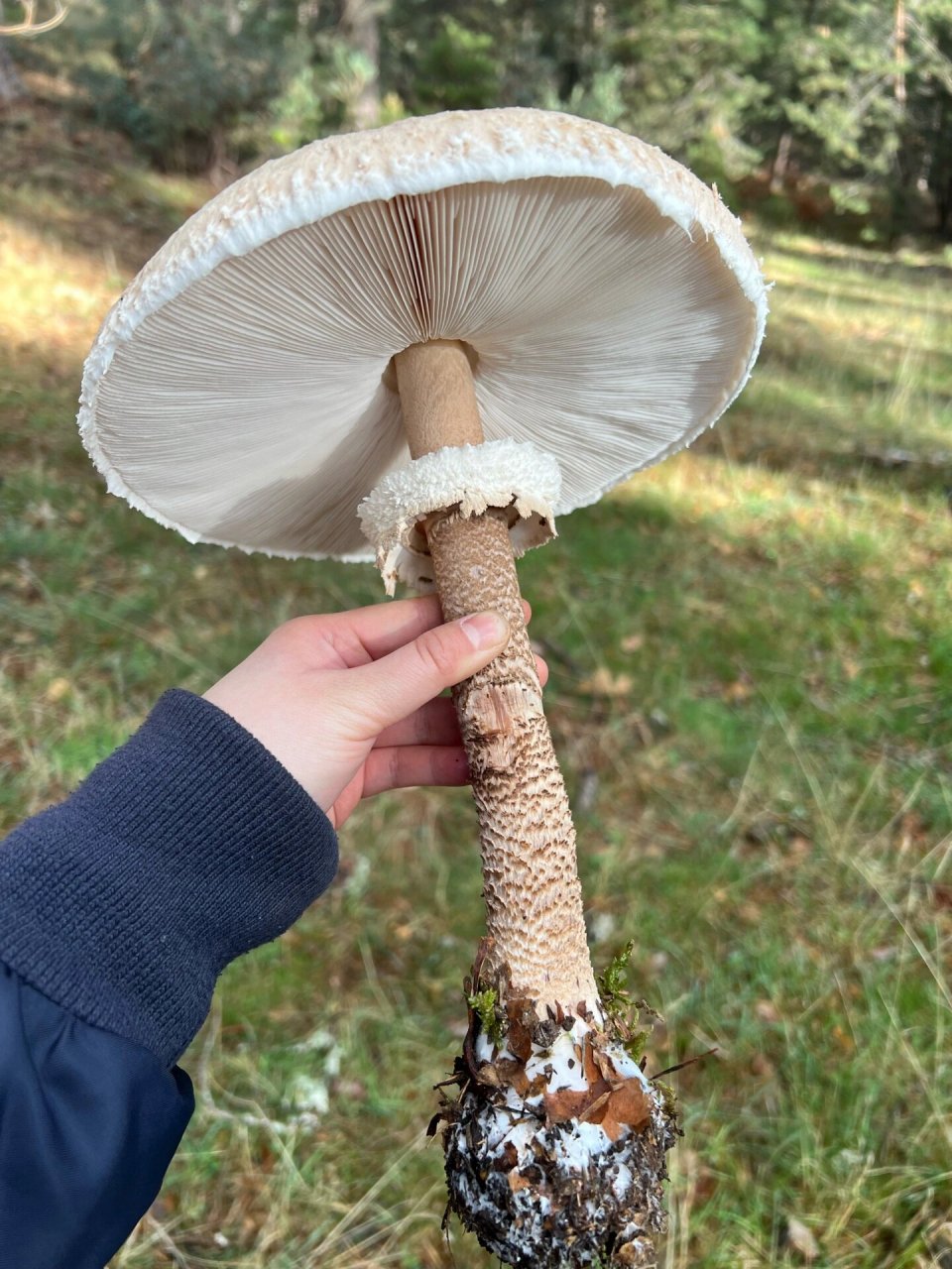 超大蘑菇图片 巨型图片