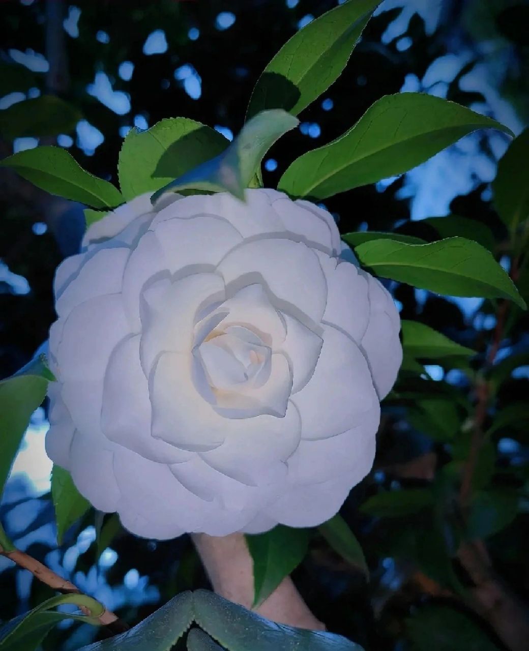 白色山茶花 白色山茶花的花语是:纯真,你怎能轻视我的爱 .