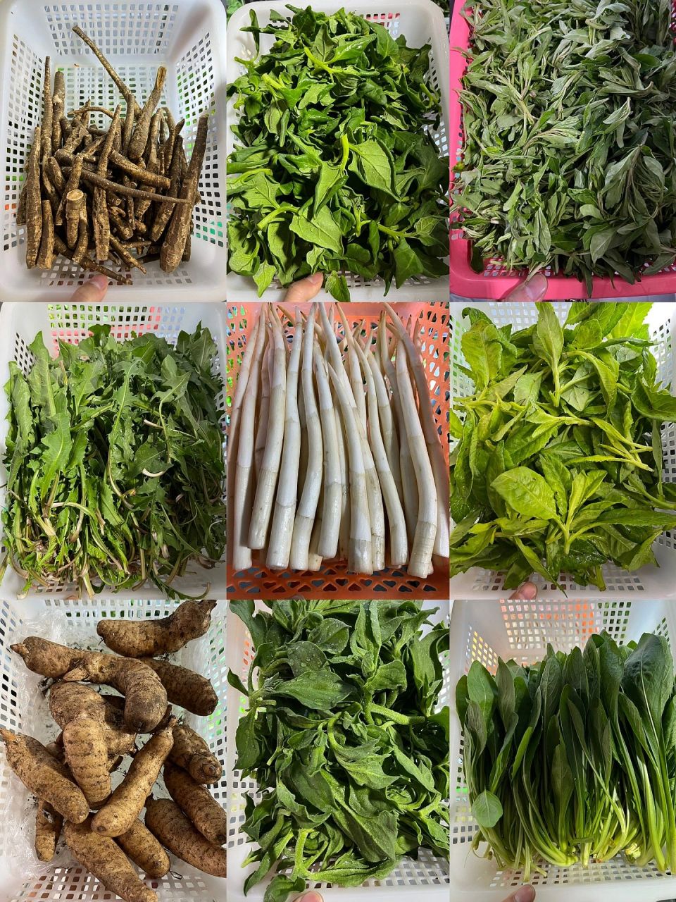 云南野菜  一个都不认识 这啥啊这是 还好店里有牌牌