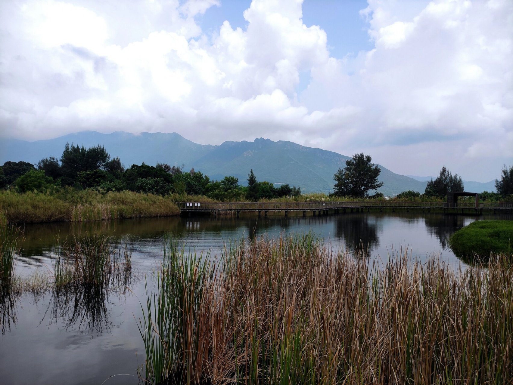 深圳坝光湿地公园图片