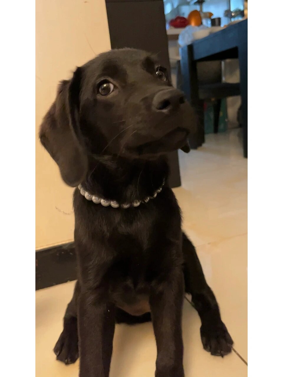 戴珍珠项链的小黑狗
