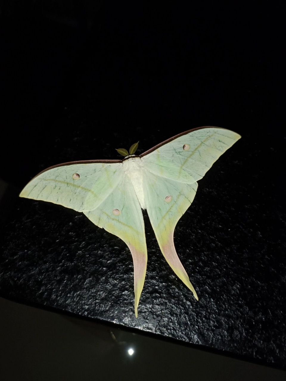 宁波尾大蚕蛾,太美了 刚刚它被灯光吸引,飞进家中.