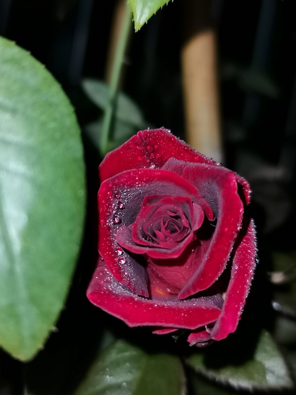 月季骇客 高贵的样子