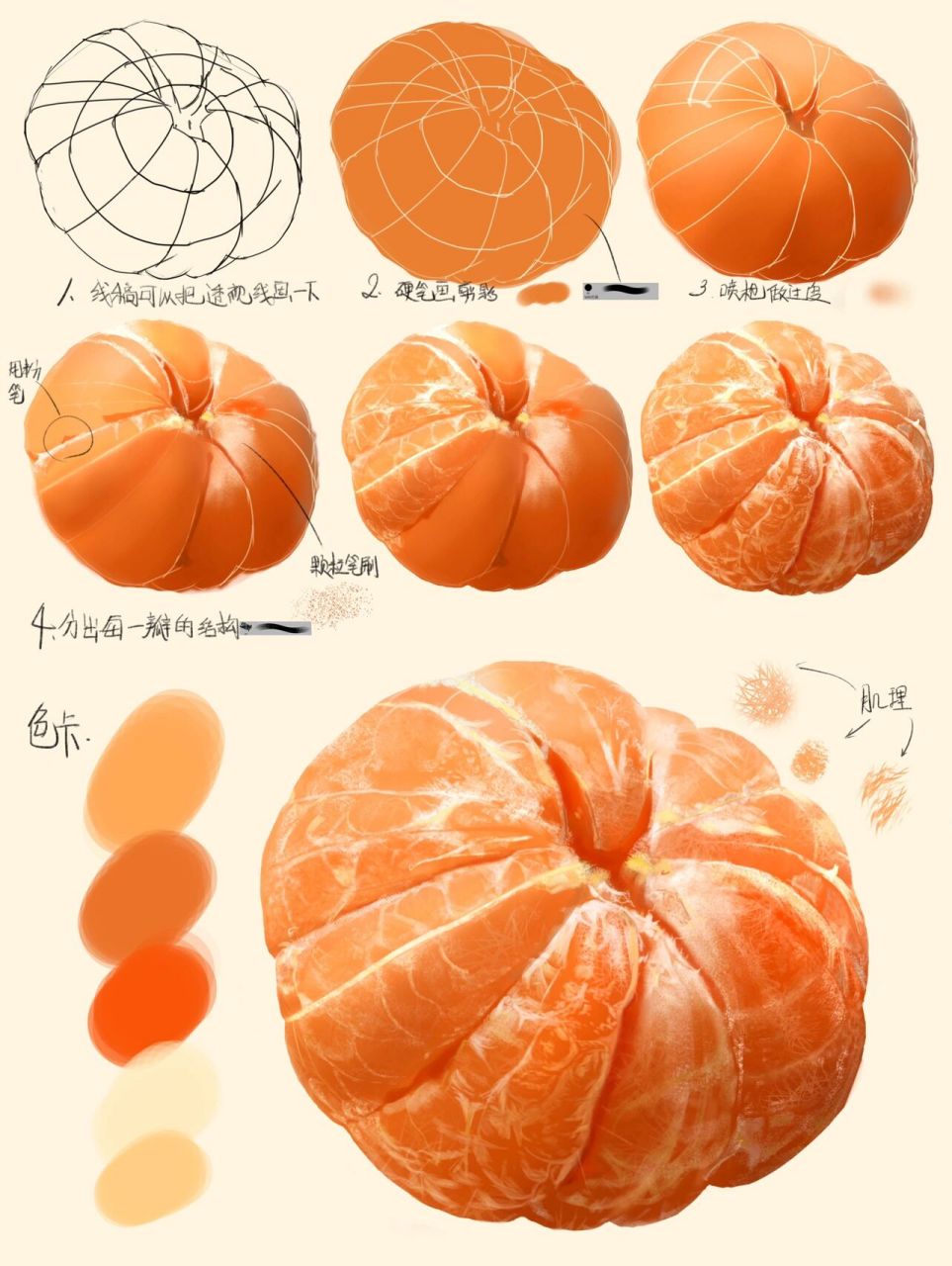 橘皮油室手绘显微图片图片