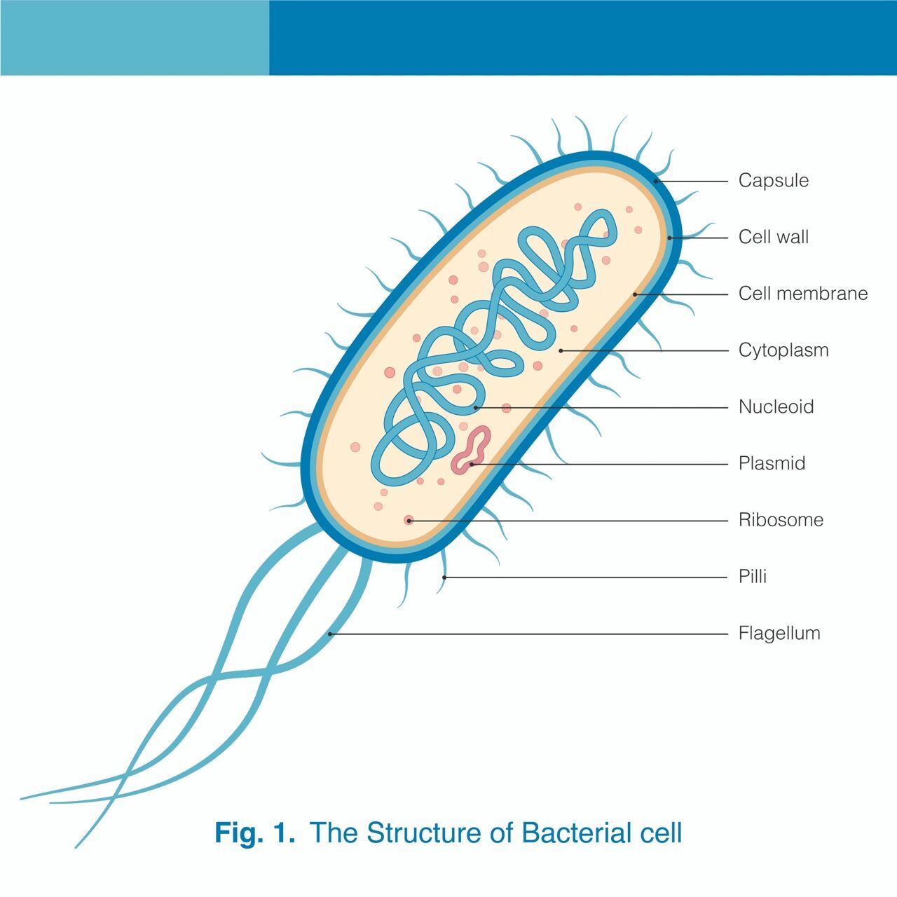 细菌结构图 细菌结构模式图 扁平风格