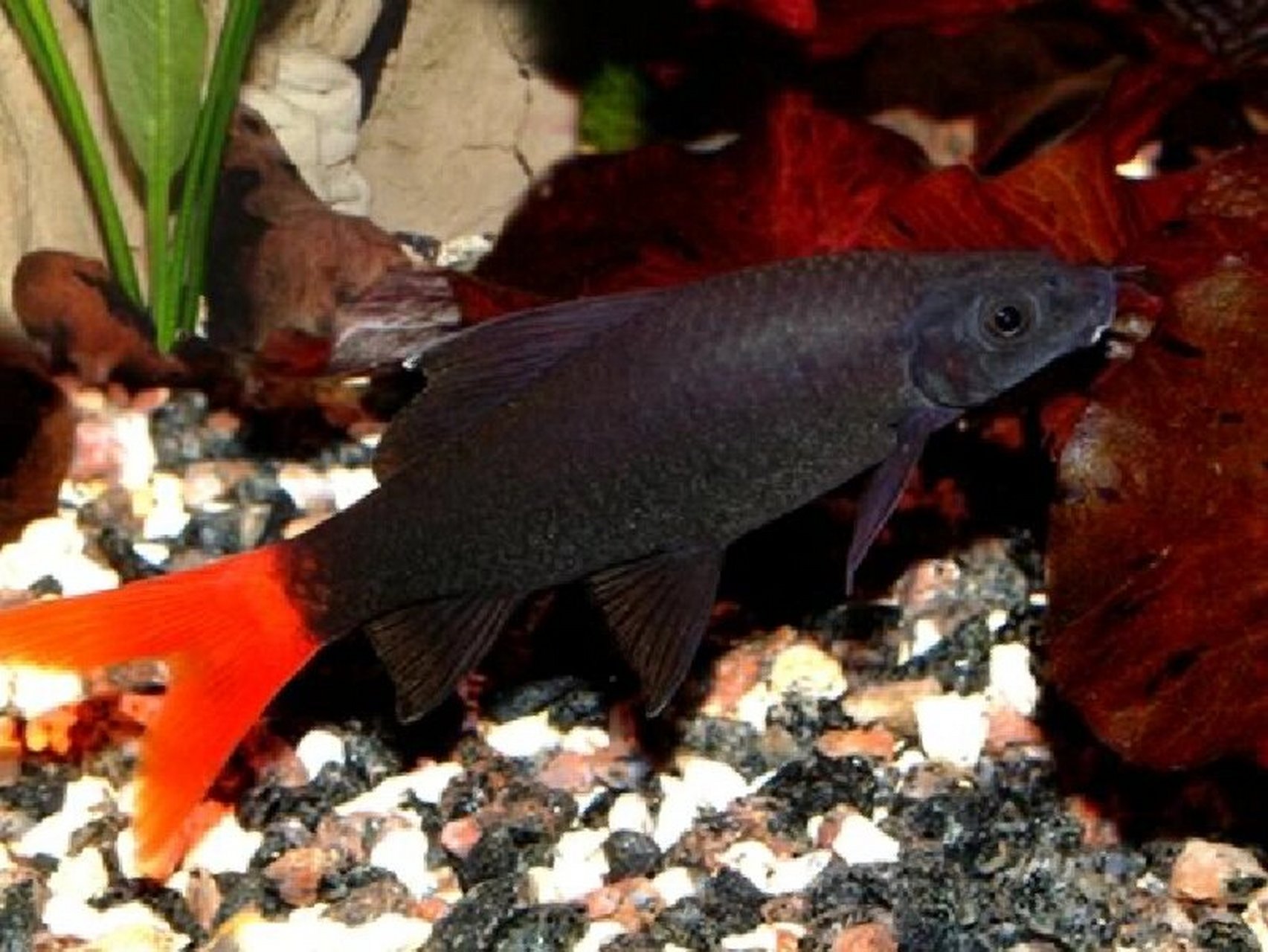 每日一更,红尾黑鲨 别名:火尾鱼,两色野鲮,红尾鱼,黑金鲨 学名:labeo