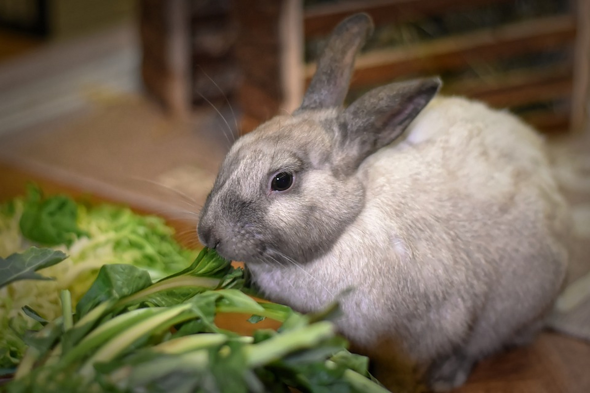 兔子乖乖,爱吃萝卜和青菜.#动物趣图