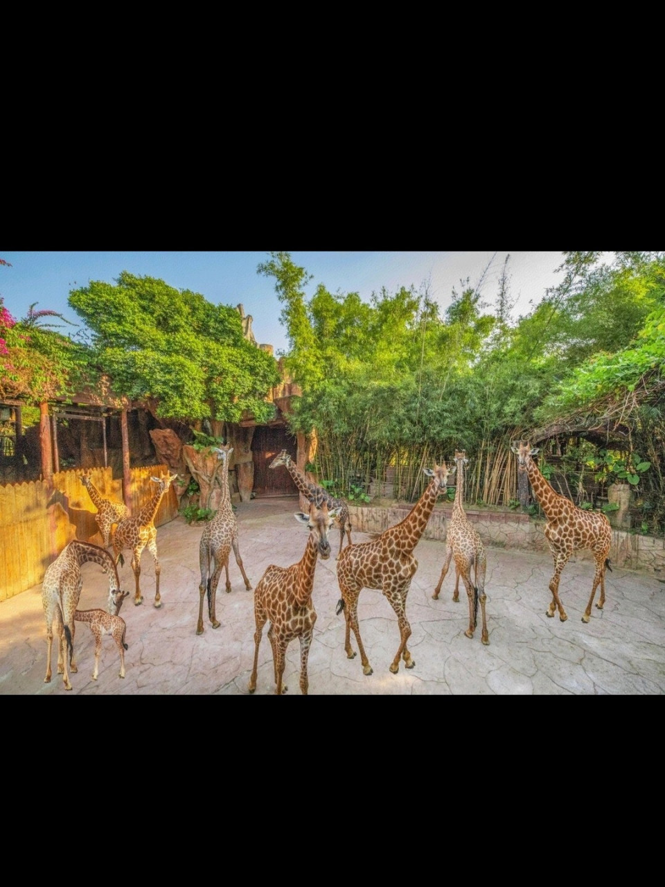 佛山长鹿旅游休博园2大2小套票6015含大门票 动物园门票 100元