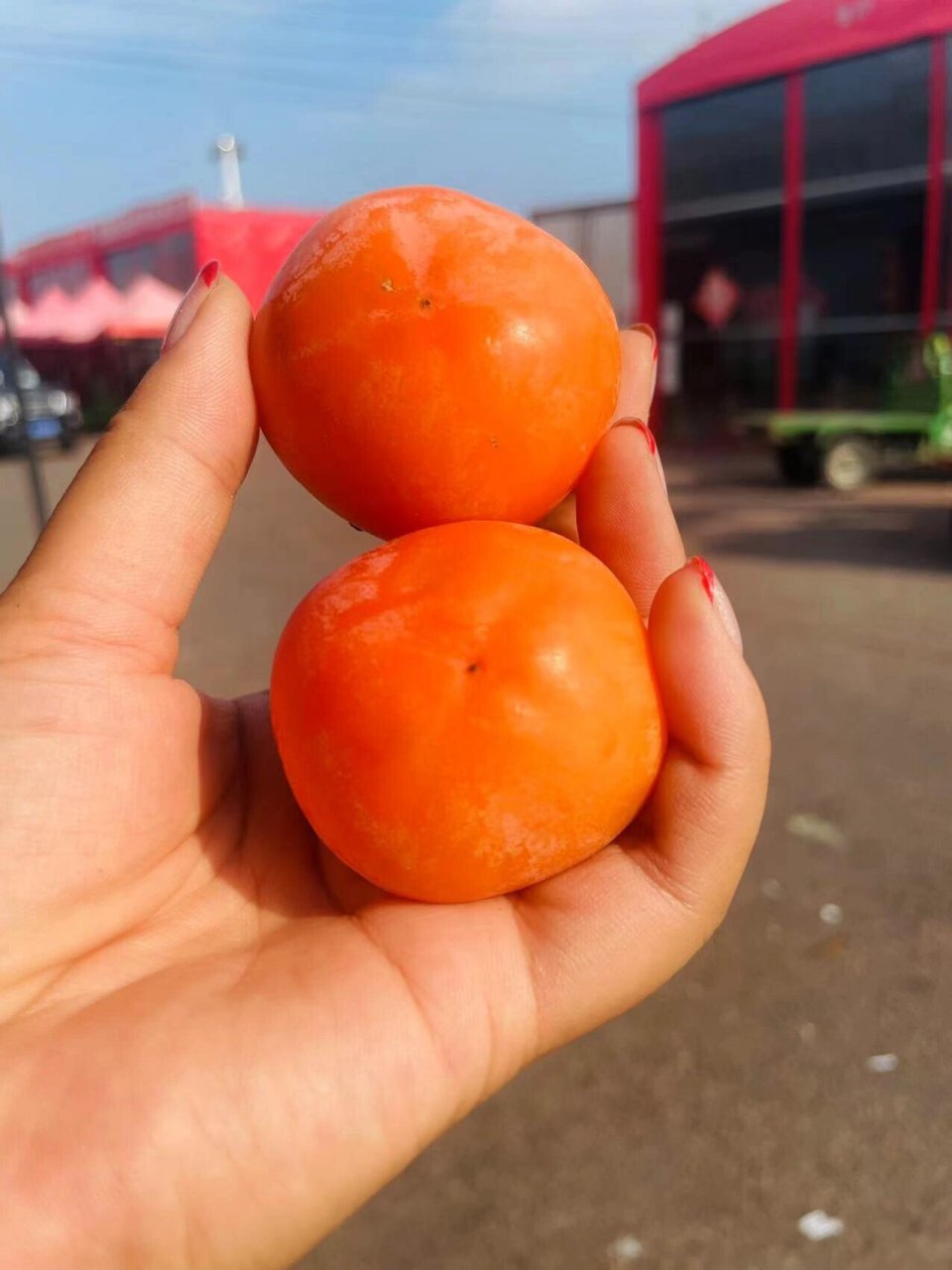 月黄珍珠柿】979797 个头不大,颜值颇高 成熟自然软化后的柿子