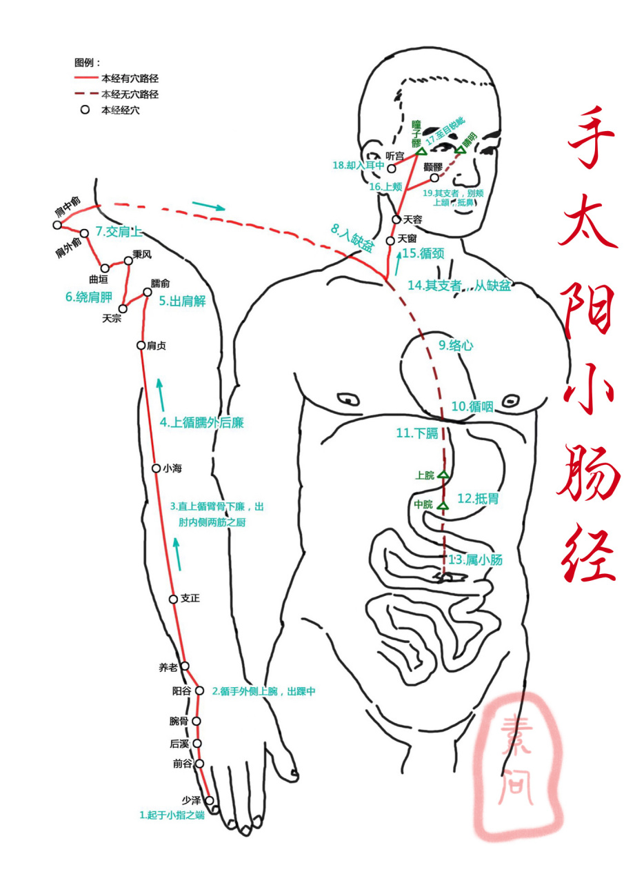 手臂6条经络标准图图片