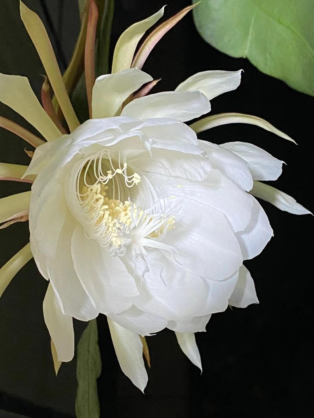 每天认识一种花-昙花