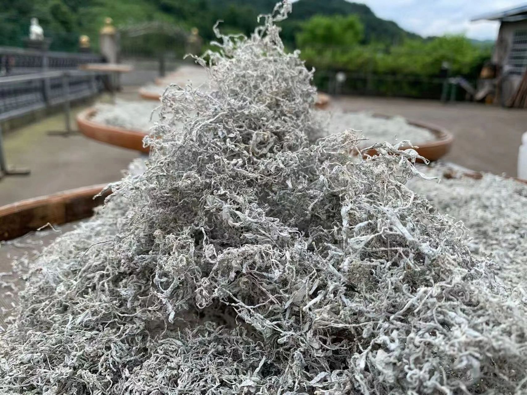 来自张家界深山的莓茶,一份土家人的至宝 一,莓茶中有哪些成分?