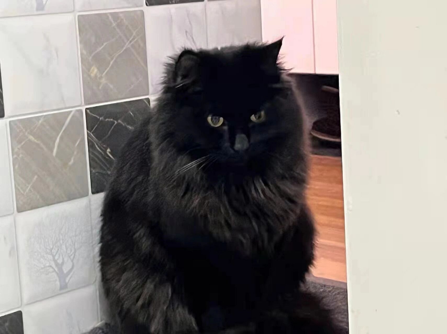 1,宠物信息 姓名:十一 性别:妹妹 年龄:10个月 品种:长毛黑猫 2