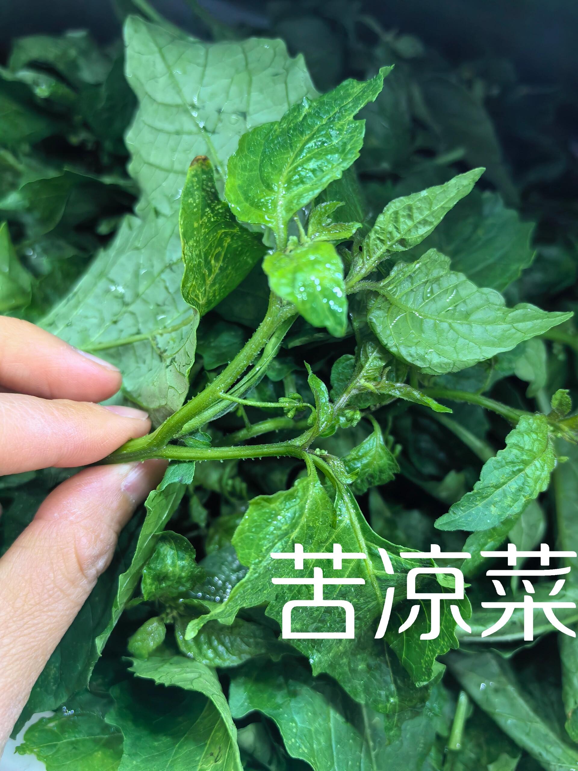 云南野菜苦凉菜