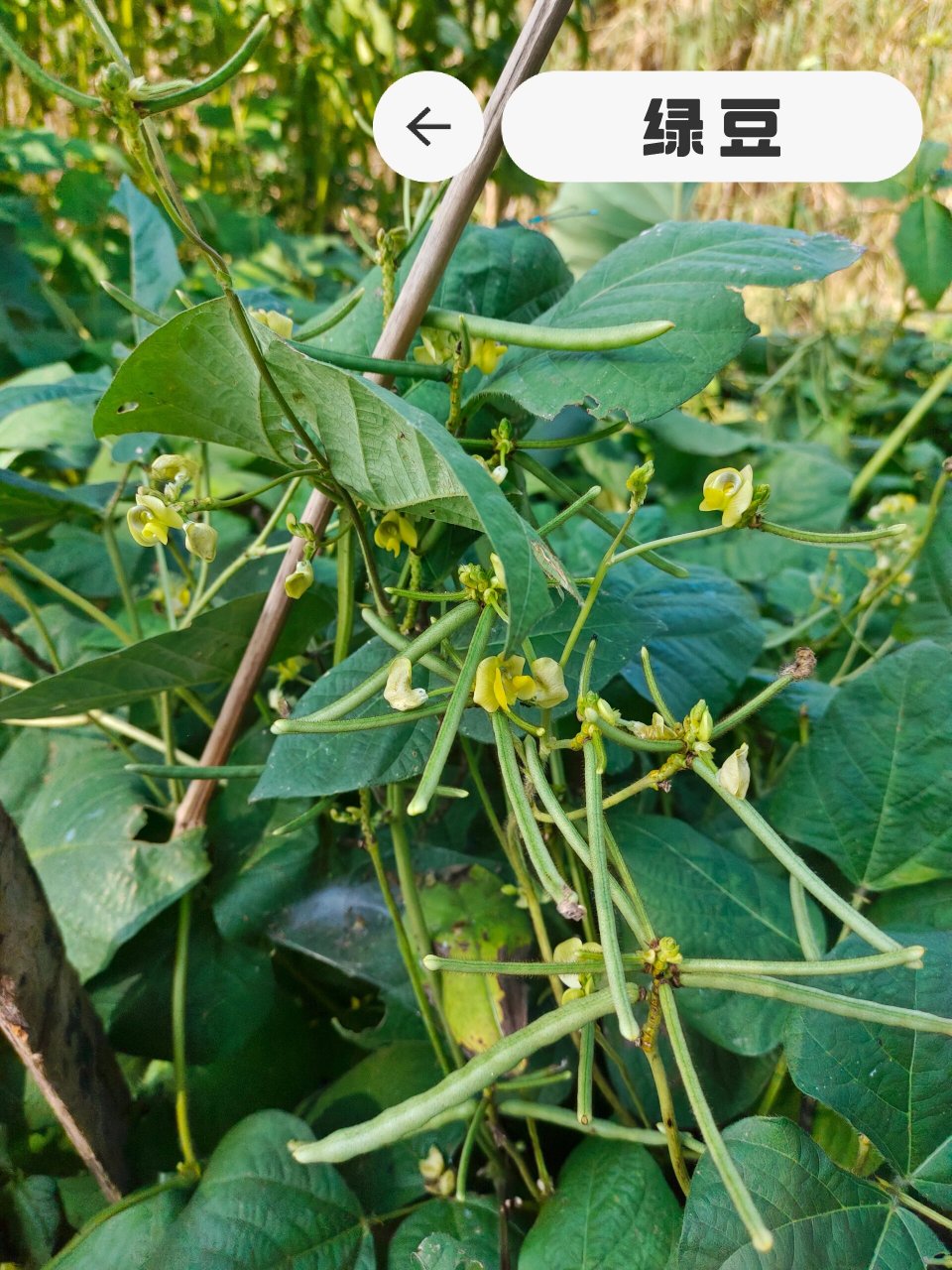 你见过绿豆开的花结的果吗? 邻居种的绿豆,绿豆的花与果