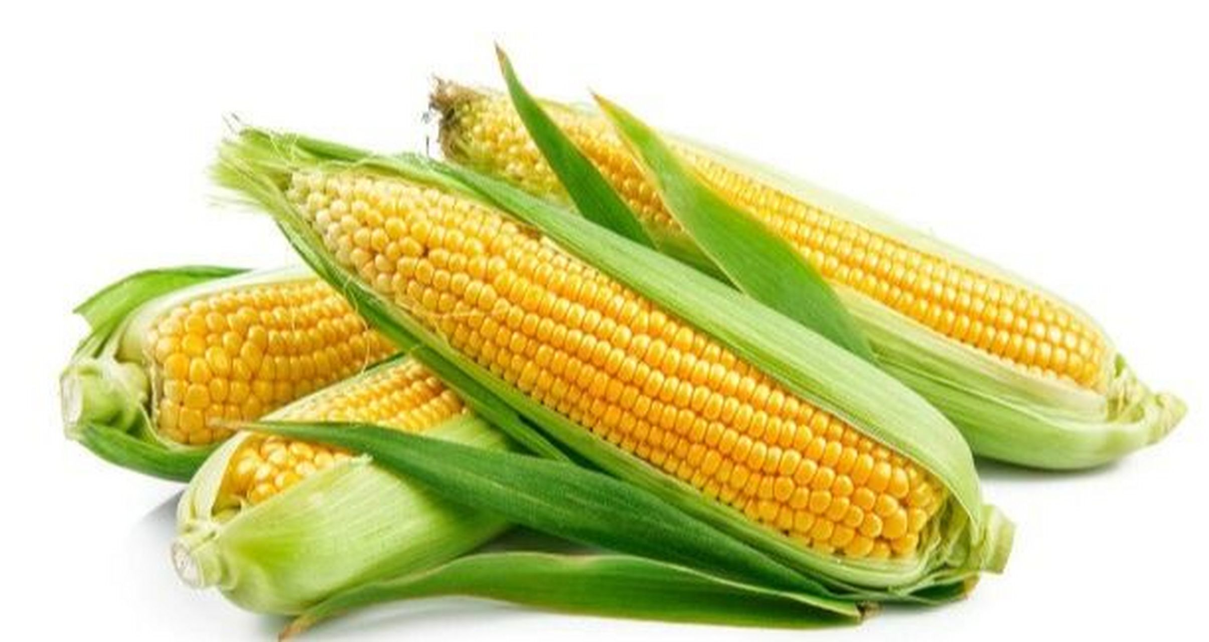玉米中含有丰富的不饱和脂肪酸,亚油酸,它和玉米胚芽中维生素e协同