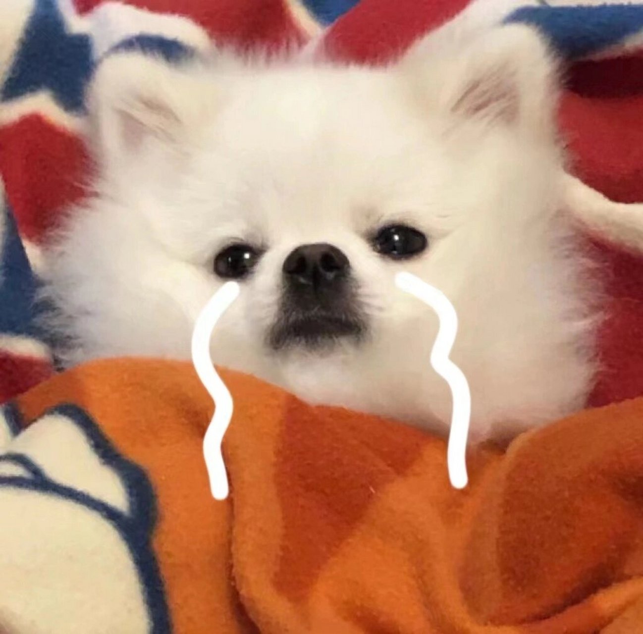 狗狗系列头像～对这种软萌小可爱毫无抵抗力 喜欢小狗狗的姐妹们可以