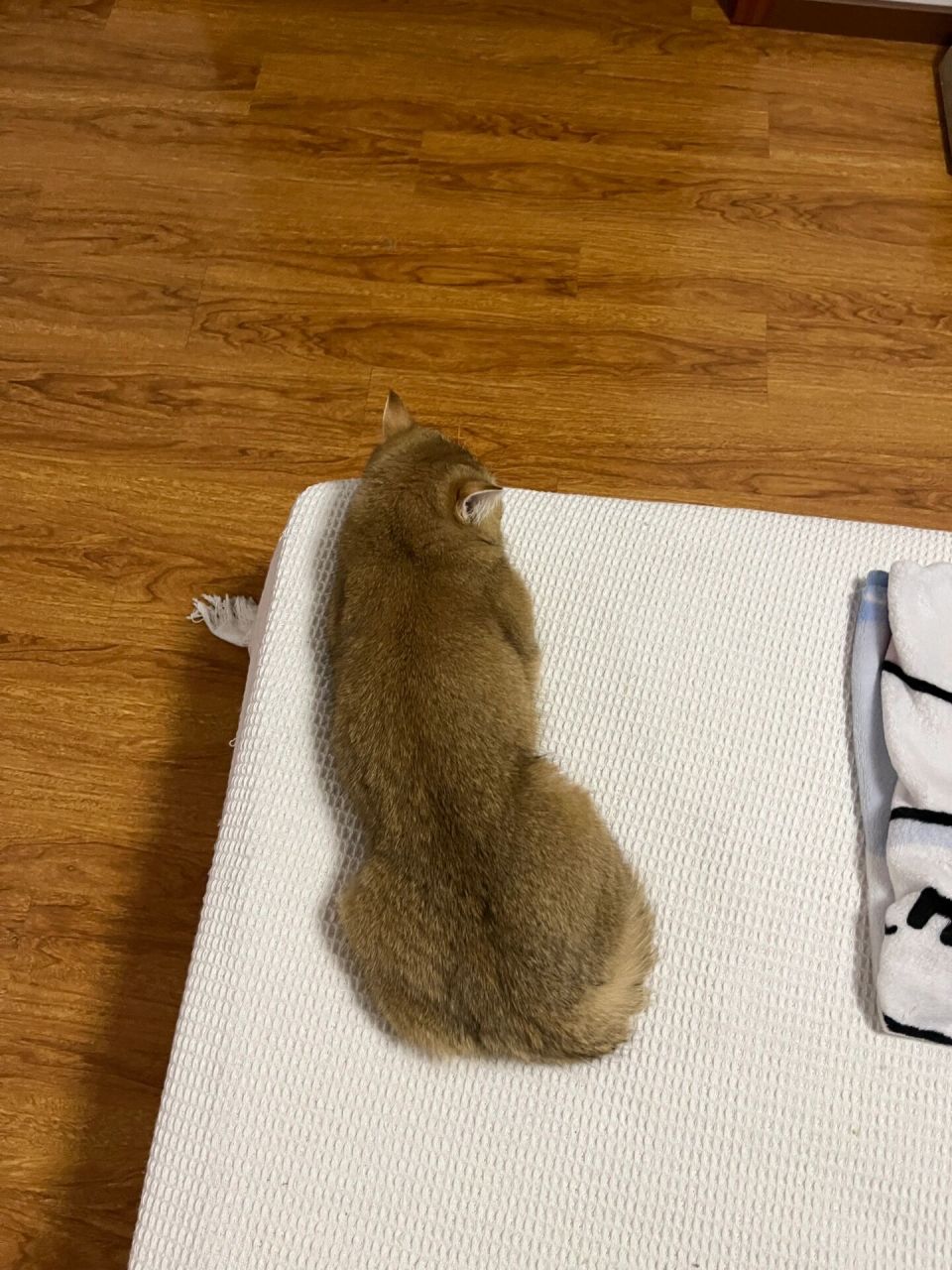 猫咪这个姿势趴着睡觉是正常的么?