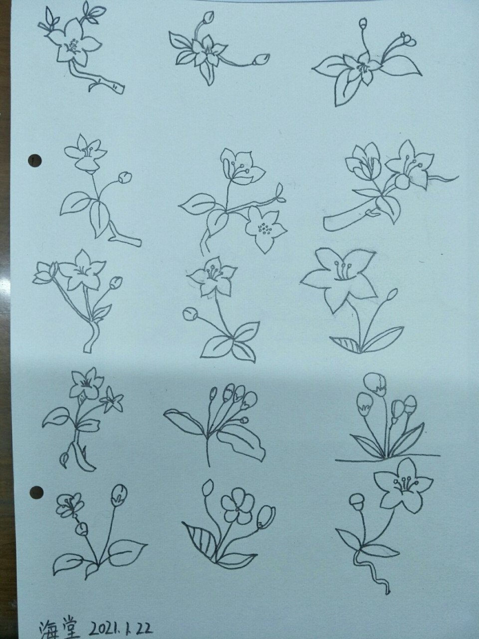 简笔画海棠,坚持打卡 #绘画