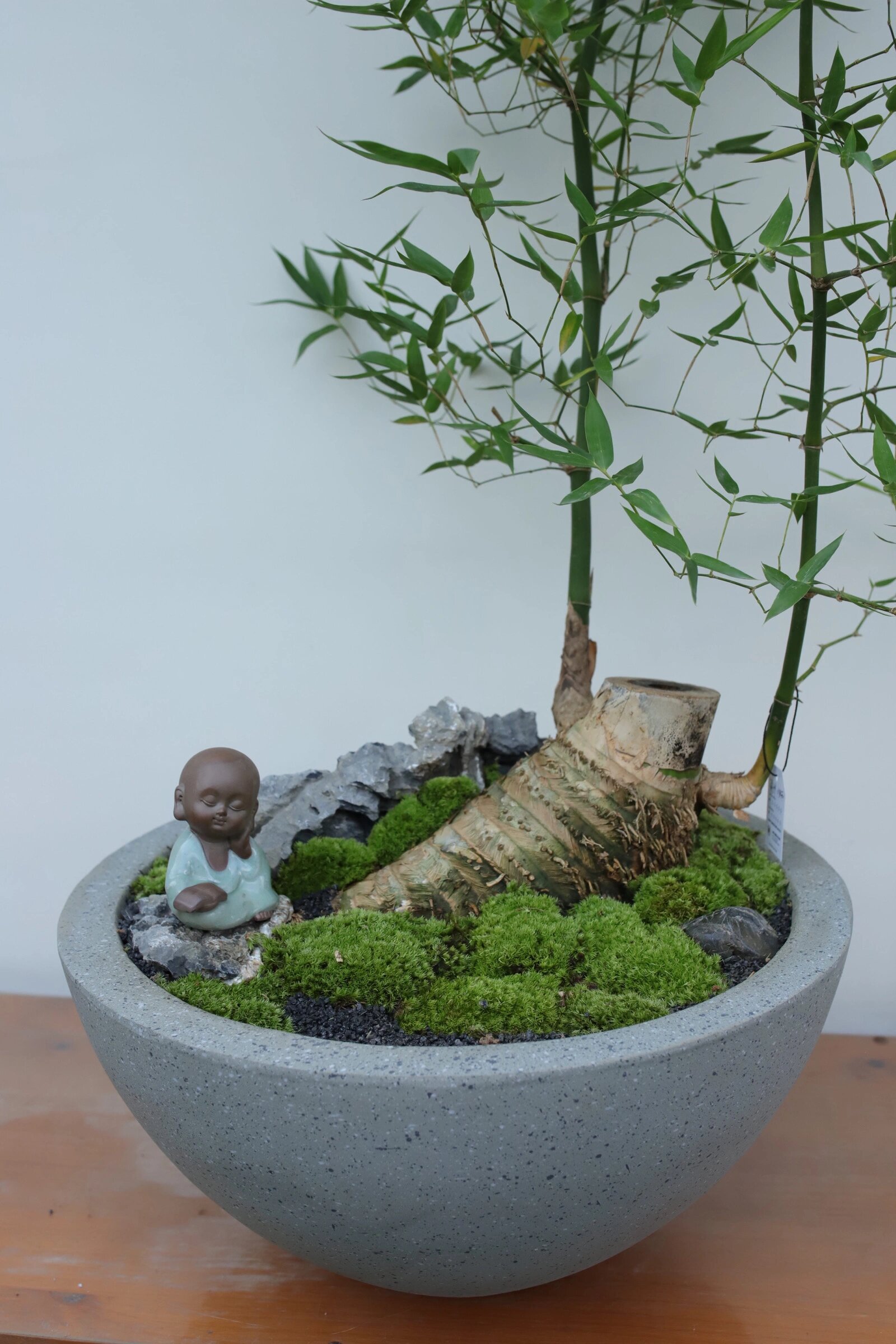 人文草木·小叶簕竹不同于室外竹, 常见的的室内盆景竹里我选了小叶