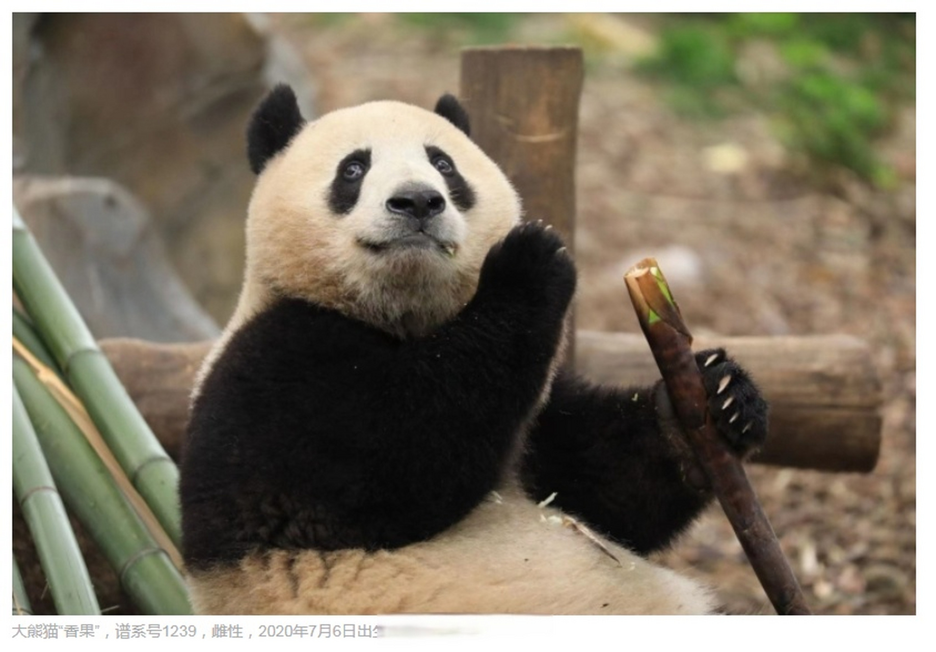 大熊猫香冰香果图片