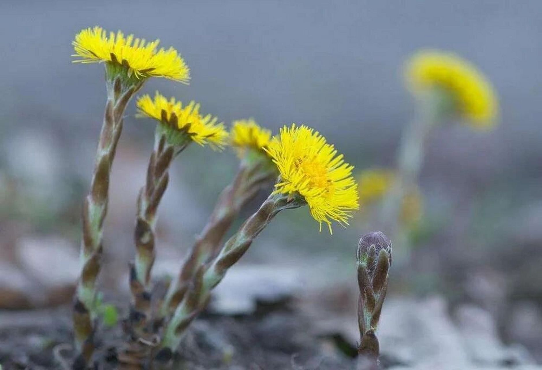 新鲜款冬花图片大全图片